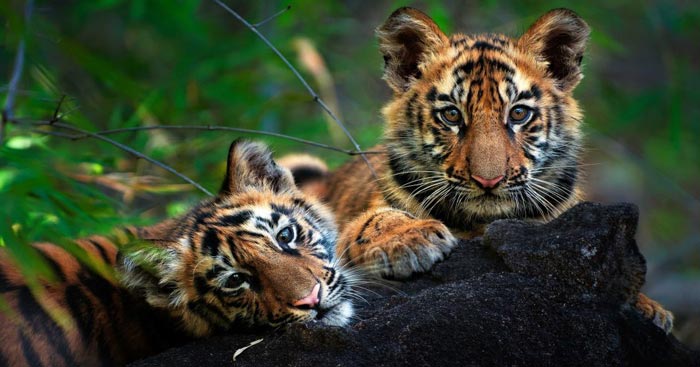 tadoba tiger cub 