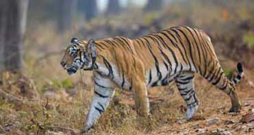 tadoba national park tigers