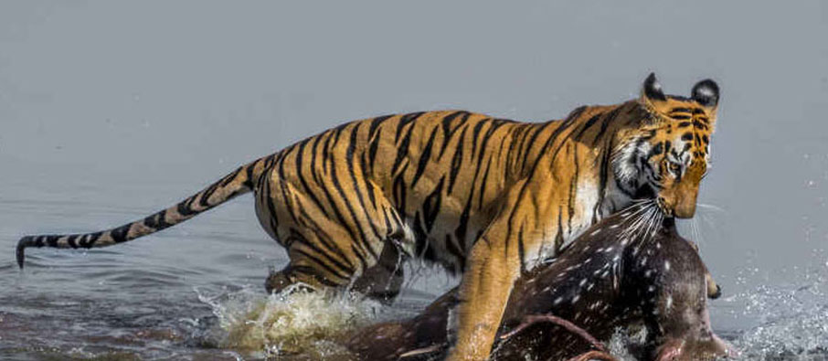 activities in tadoba