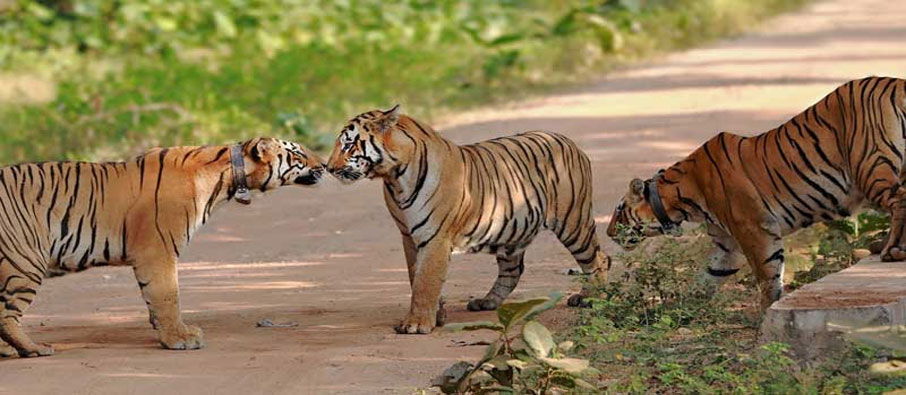 tiger sighting in agarzari zone