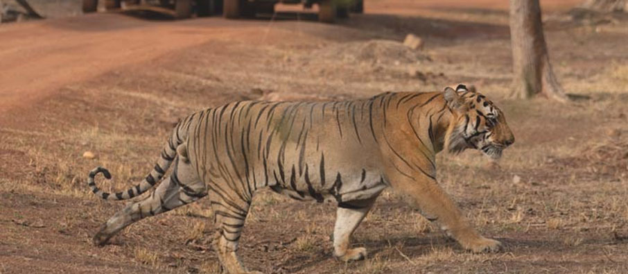 tadoba climate