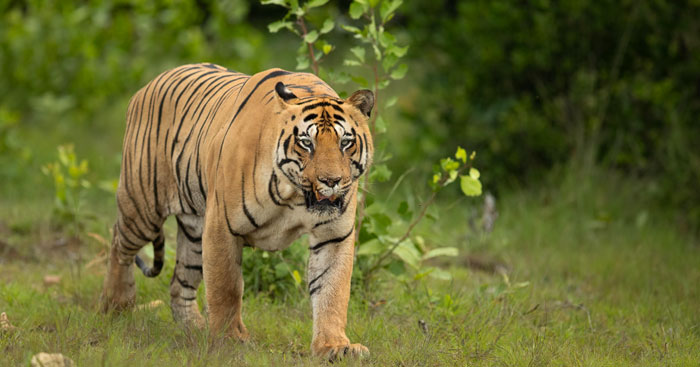 tiger safari 