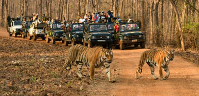 tadoba jeep safari
