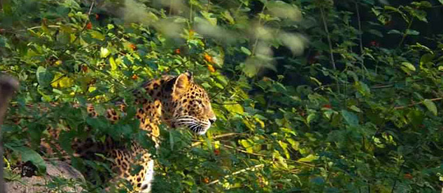 leapord in tadoba