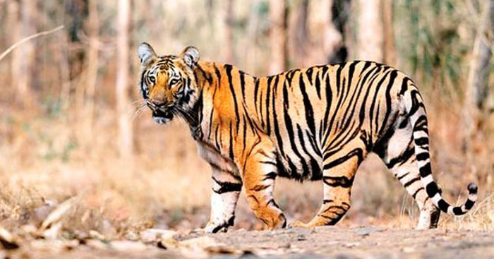 tadoba tiger