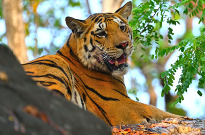 tadoba tour