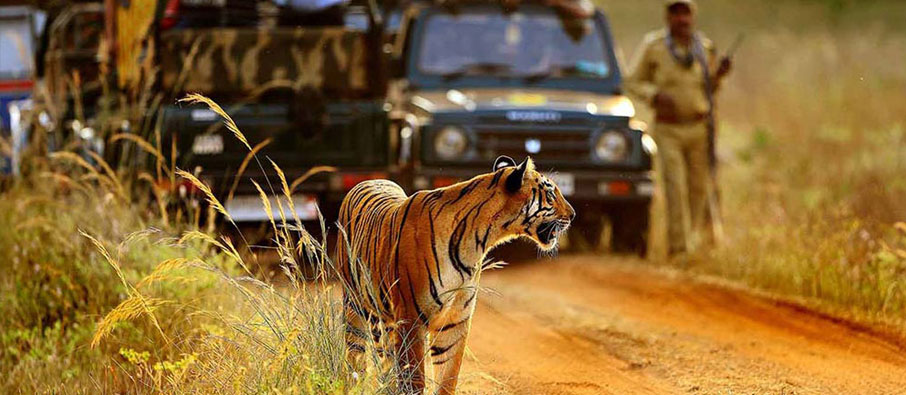 tadoba photographers itinerary