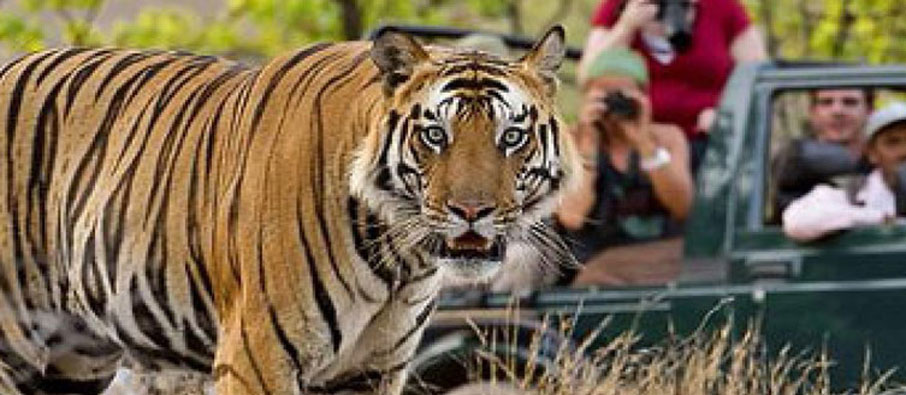 tadoba adventure tour