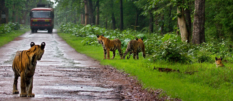 tadoba from bhopal