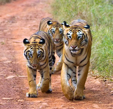 tigers in tadoba