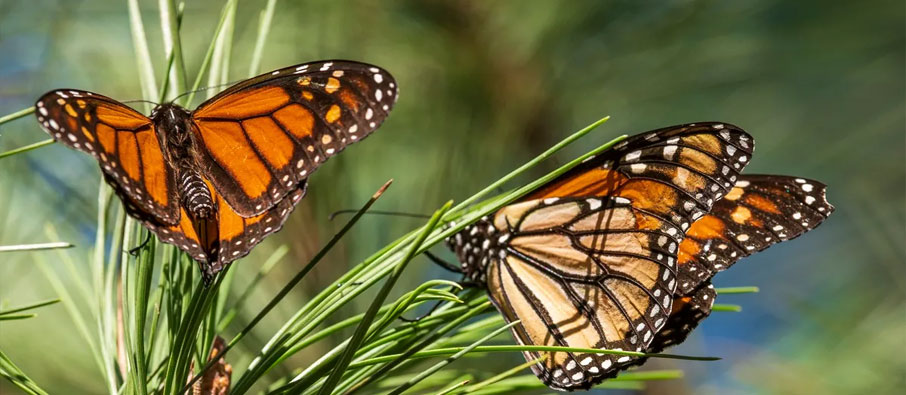 tadoba butterfly garden