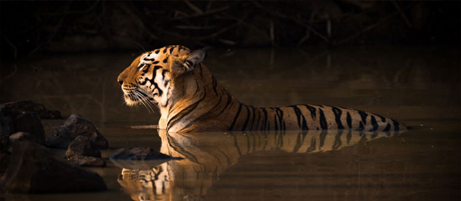 tadoba forest tour