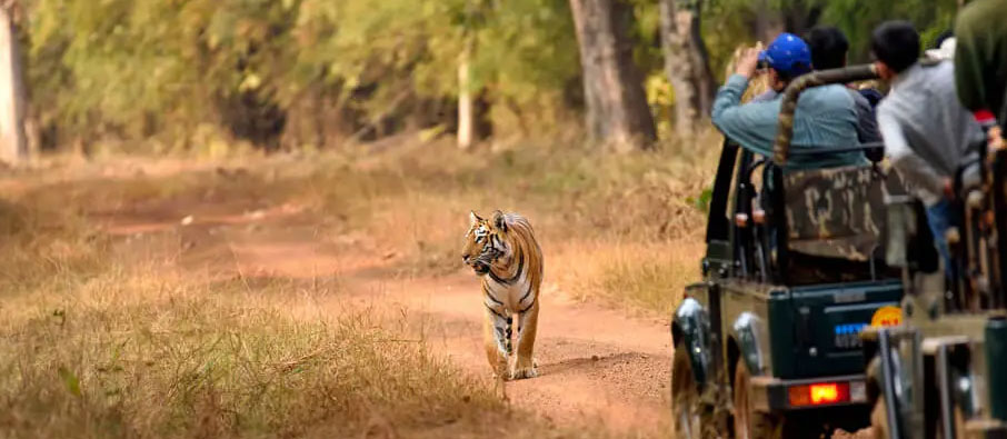 tadoba fun tour
