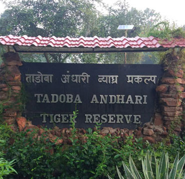 tadoba gate