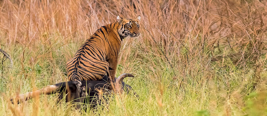 tadoba sighting