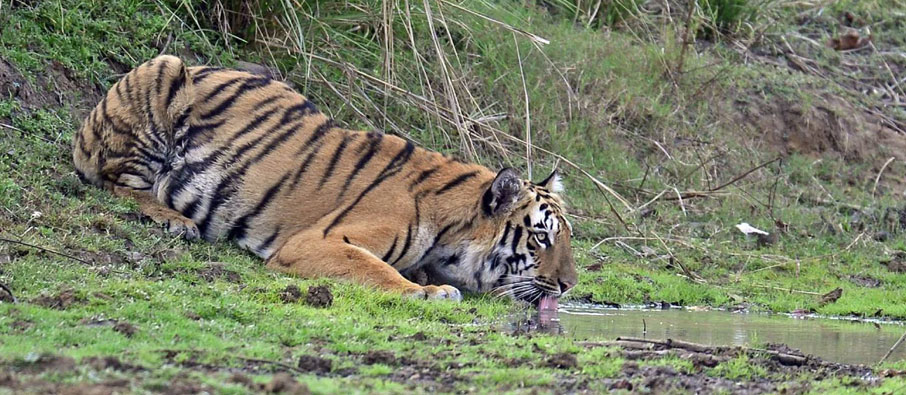 tadoba weekend tour