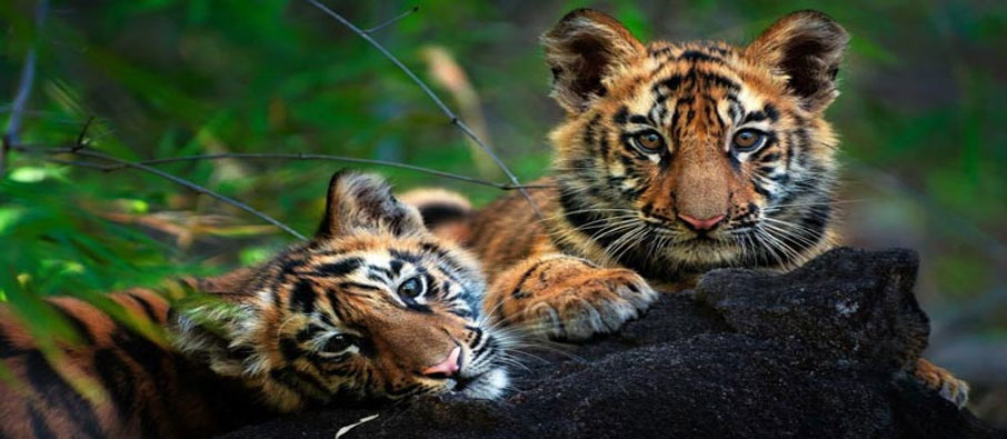 tadoba tigers cub