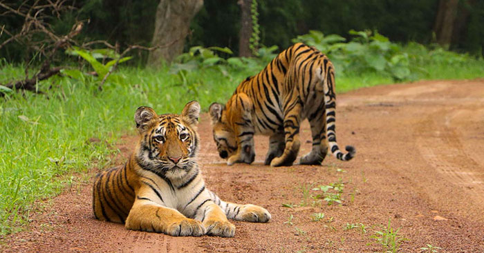 tadoba tigers