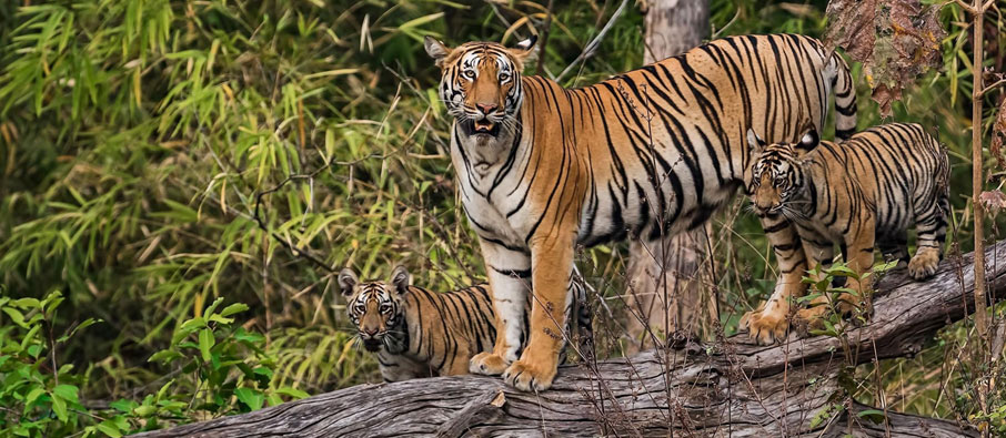 tadoba weekend tour