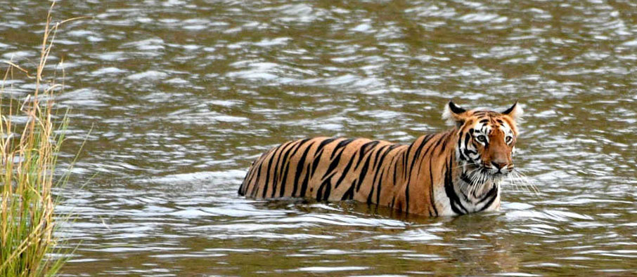 tadoba tour