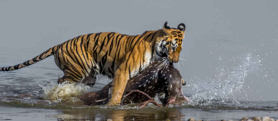 tadoba wild tigers sighting