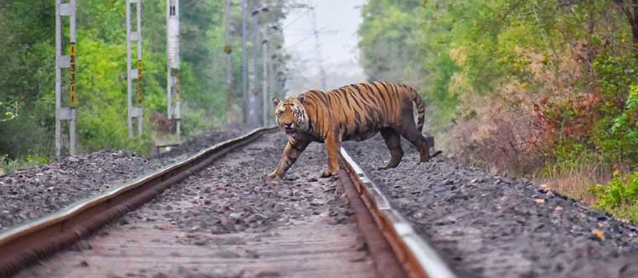 tadoba wildlife tour