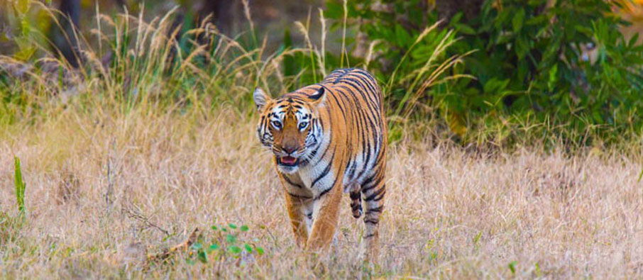 tadoba wildlife safari