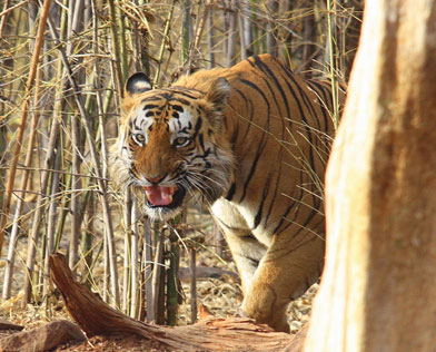 tadoba tourism zones