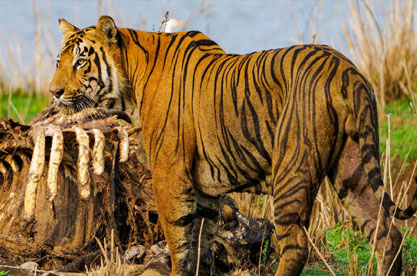 tadoba tour