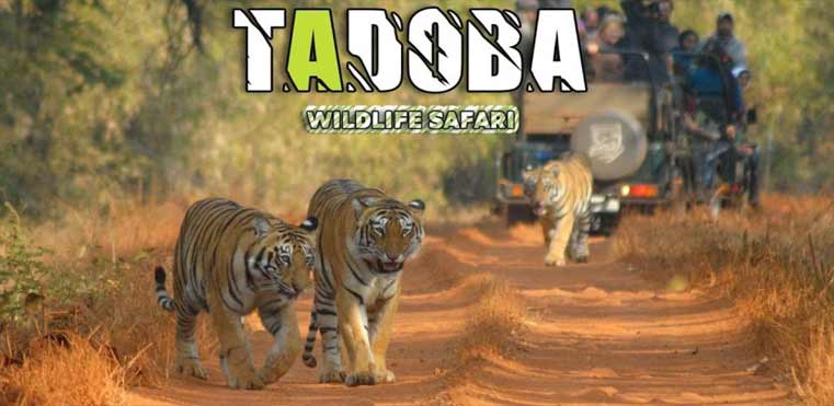 wildlife safari in tadoba