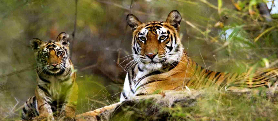 tadoba perfect tour