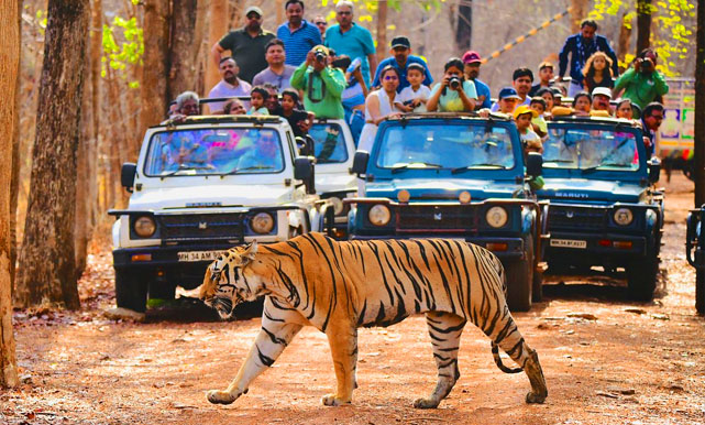Tadoba tour