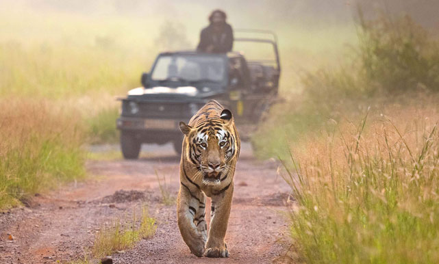 Tadoba tour