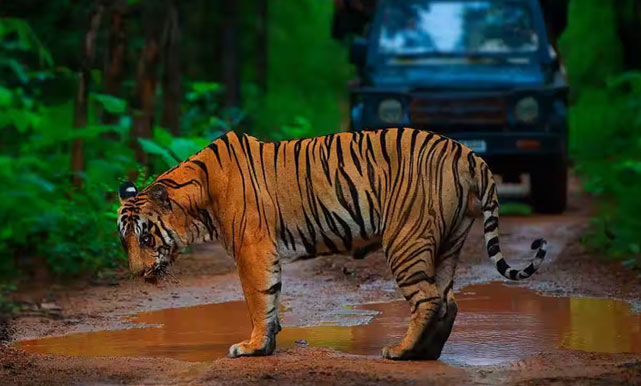Tadoba tour