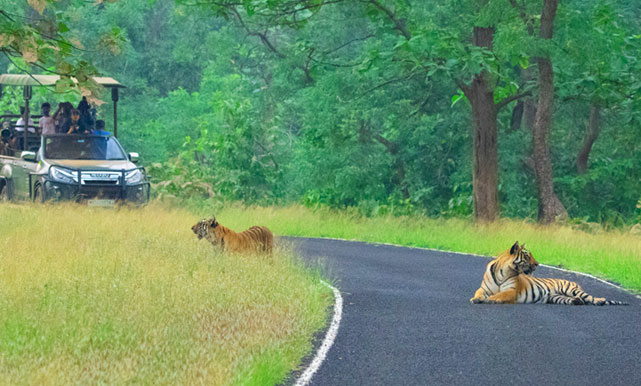 Tadoba tour