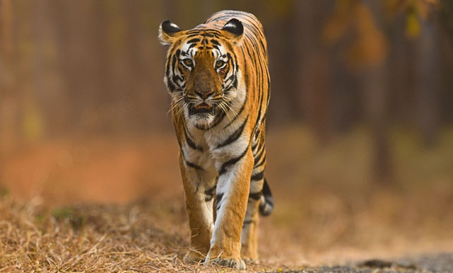 Tadoba tour