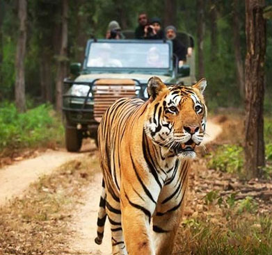 tadoba zones