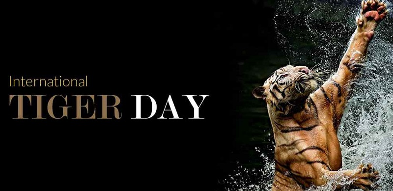 world tiger day 2022
