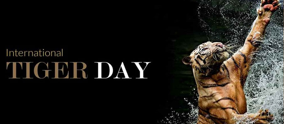 world tiger day 2022