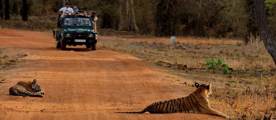 tadoba tigers teriritory