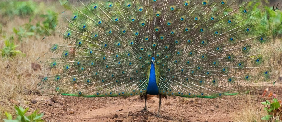 wildlife in tadoba 