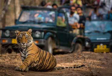 tadoba tour packages