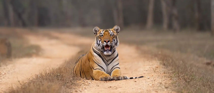 tadoba safari guide