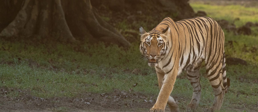 tadoba wild tour
